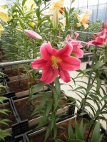 [1737 Amarossi No02.JPG]